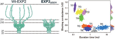 Redesign of Translocon EXP2 Nanopore for Detecting Peptide Fragments
