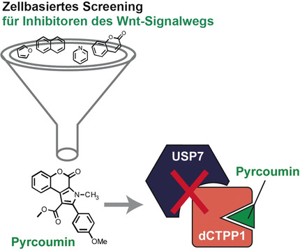 Chemical Genetics Reveals a Role of dCTP Pyrophosphatase 1 in Wnt Signaling