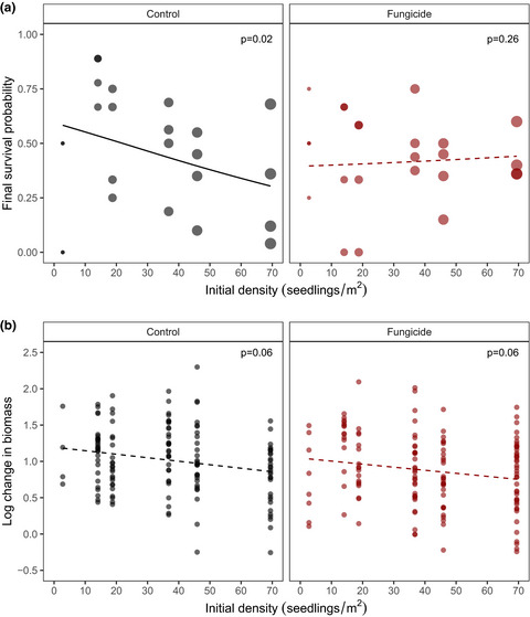 Interactions with soil fungi alter density dependence and neighborhood effects in a locally abundant dipterocarp species