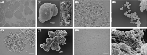 Euglena gracilis paramylon activates human lymphocytes by upregulating pro-inflammatory factors