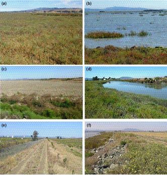 Habitat of the endangered salt marsh harvest mouse (Reithrodontomys raviventris) in San Francisco Bay