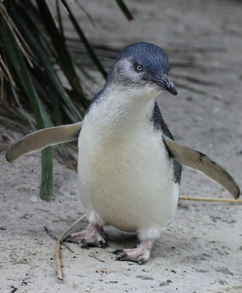 Both natural selection and isolation by distance explain phenotypic divergence in bill size and body mass between South Australian little penguin colonies