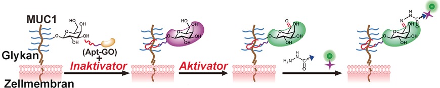 Localized Chemical Remodeling for Live Cell Imaging of Protein-Specific Glycoform