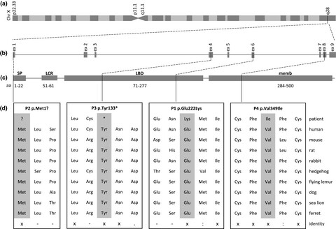 Rare variants in the GABAA receptor subunit ε identified in patients with a wide spectrum of epileptic phenotypes