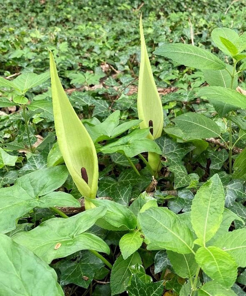 Relative contribution of ancient woodland indicator and non-indicator species to herb layer distinctiveness in ancient semi-natural, ancient replanted, and recent woodland