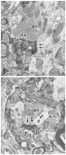 Details are in the caption following the image