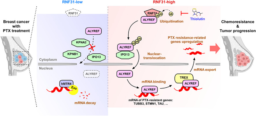 RNF31 induces paclitaxel resistance by sustaining ALYREF cytoplasmic–nuclear shuttling in human triple-negative breast cancer
