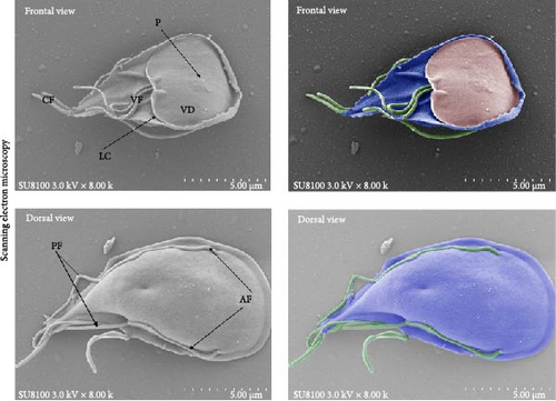 Details are in the caption following the image Details are in the caption following the image