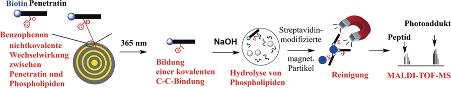 Exploiting Benzophenone Photoreactivity To Probe the Phospholipid Environment and Insertion Depth of the Cell-Penetrating Peptide Penetratin in Model Membranes