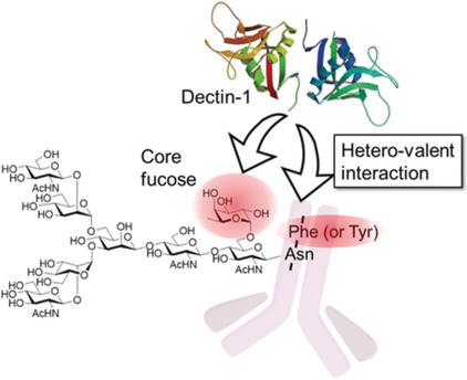 The Core Fucose on an IgG Antibody is an Endogenous Ligand of Dectin-1