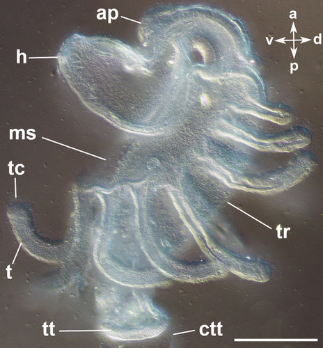 Details are in the caption following the image Details are in the caption following the image