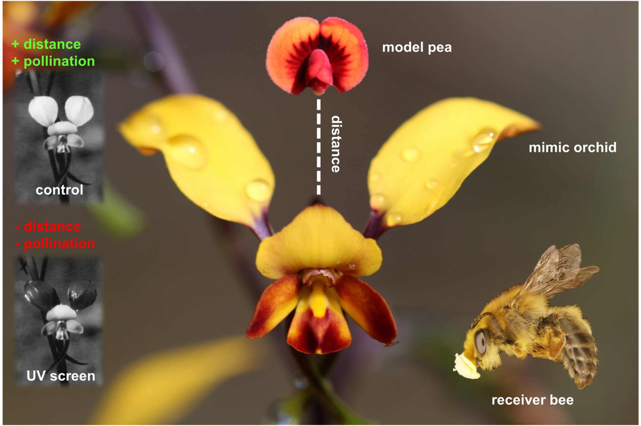 Mimicking orchids lure bees from afar with exaggerated ultraviolet signals
