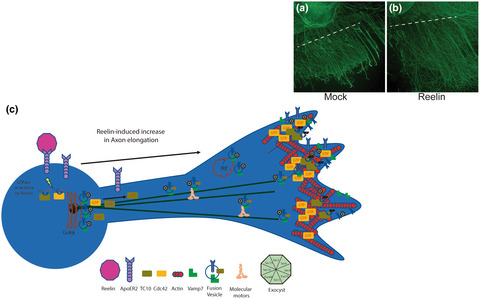 Reelin activates the small GTPase TC10 and VAMP7 to promote neurite outgrowth and regeneration of dorsal root ganglia (DRG) neurons