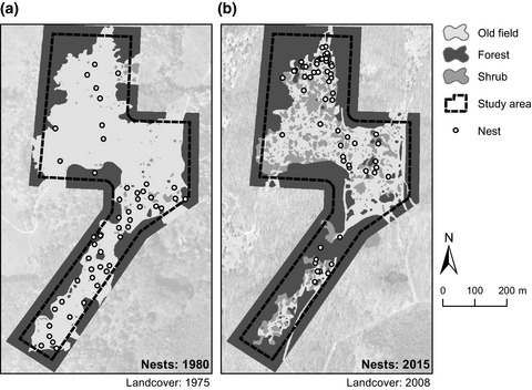 From endogenous to exogenous pattern formation: Invasive plant species changes the spatial distribution of a native ant