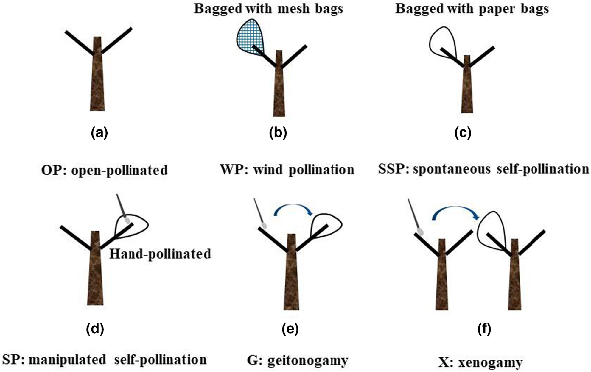 Mating strategies of Vitex negundo L. var. heterophylla (Franch.) Rehder (Lamiaceae): A mixed mating system with inbreeding depression