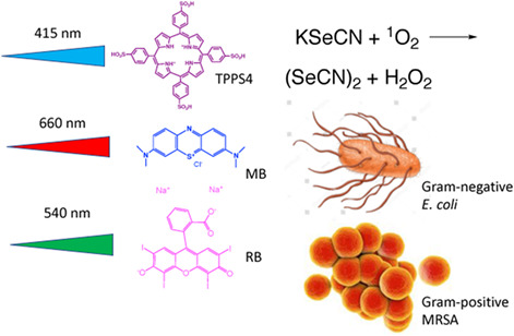 Antimicrobial photodynamic inactivation is potentiated by the addition of selenocyanate: Possible involvement of selenocyanogen?