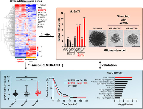 B3GNT5 is a novel marker correlated with stem-like phenotype and poor clinical outcome in human gliomas