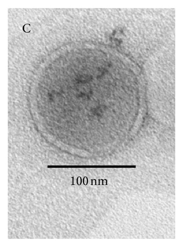 Details are in the caption following the image
