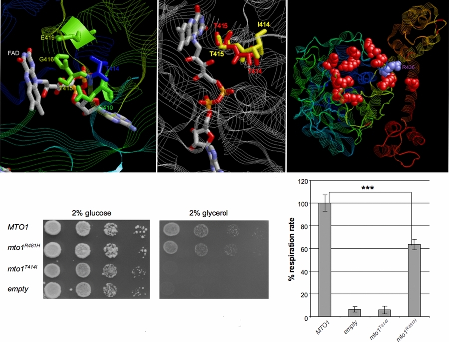 MTO1 Mutations are Associated with Hypertrophic Cardiomyopathy and Lactic Acidosis and Cause Respiratory Chain Deficiency in Humans and Yeast