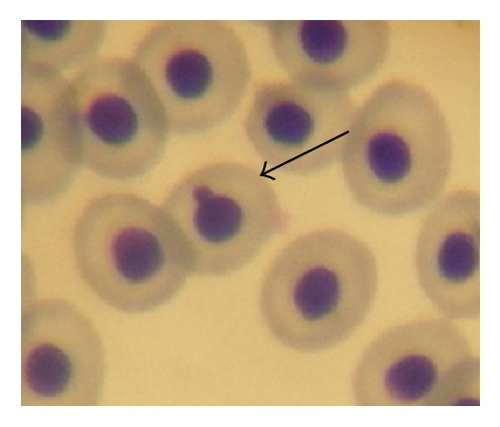 Details are in the caption following the image
