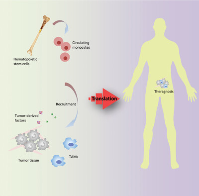 Progress in Tumor-Associated Macrophages: From Bench to Bedside Issue 2, 2019