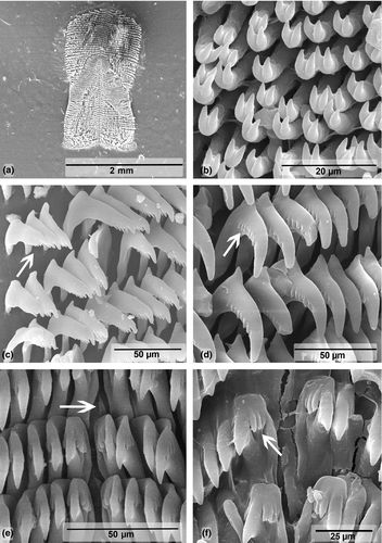 Details are in the caption following the image Details are in the caption following the image