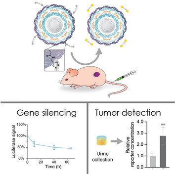 Theranostic Layer-by-Layer Nanoparticles for Simultaneous Tumor Detection and Gene Silencing