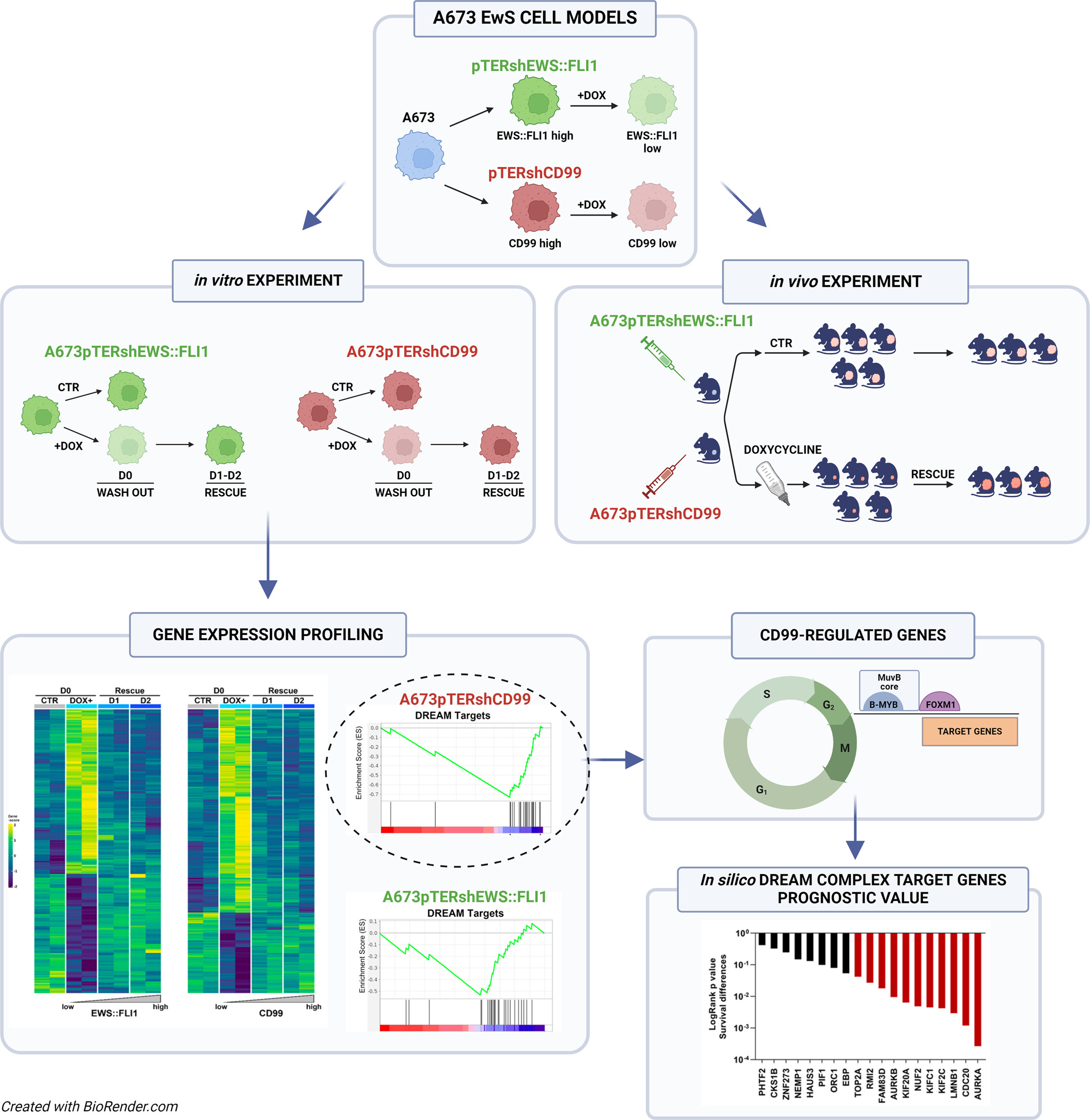 CD99 contributes to the EWS::FLI1 transcriptome by specifically affecting FOXM1-targets involved in the G2/M cell cycle phase, thus influencing the Ewing sarcoma genetic landscape Issue 3, 2024