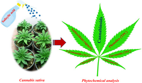 Improvement of the antioxidant activity, phytochemicals, and cannabinoid compounds of Cannabis sativa by salicylic acid elicitor
