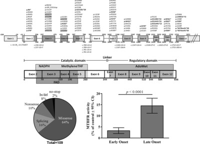 Mutation Update and Review of Severe Methylenetetrahydrofolate Reductase Deficiency