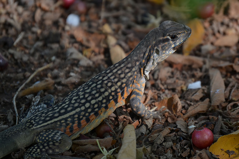 Phylogeography and ecological niche modeling reveal evolutionary history of Leiolepis ocellata (Squamata, Leiolepidae)