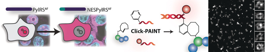 Debugging Eukaryotic Genetic Code Expansion for Site-Specific Click-PAINT Super-Resolution Microscopy