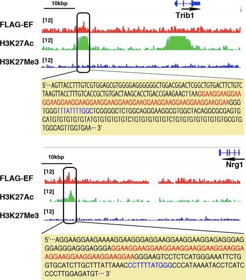 EWS-FLI1 regulates a transcriptional program in cooperation with Foxq1 in mouse Ewing sarcoma