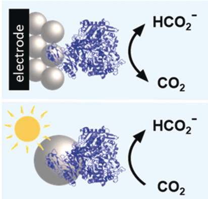 Interfacing Formate Dehydrogenase with Metal Oxides for the Reversible Electrocatalysis and Solar-Driven Reduction of Carbon Dioxide