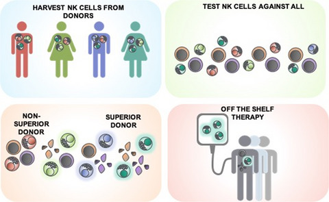 Identifying the optimal donor for natural killer cell adoptive therapy to treat paediatric B- and T-cell acute lymphoblastic leukaemia