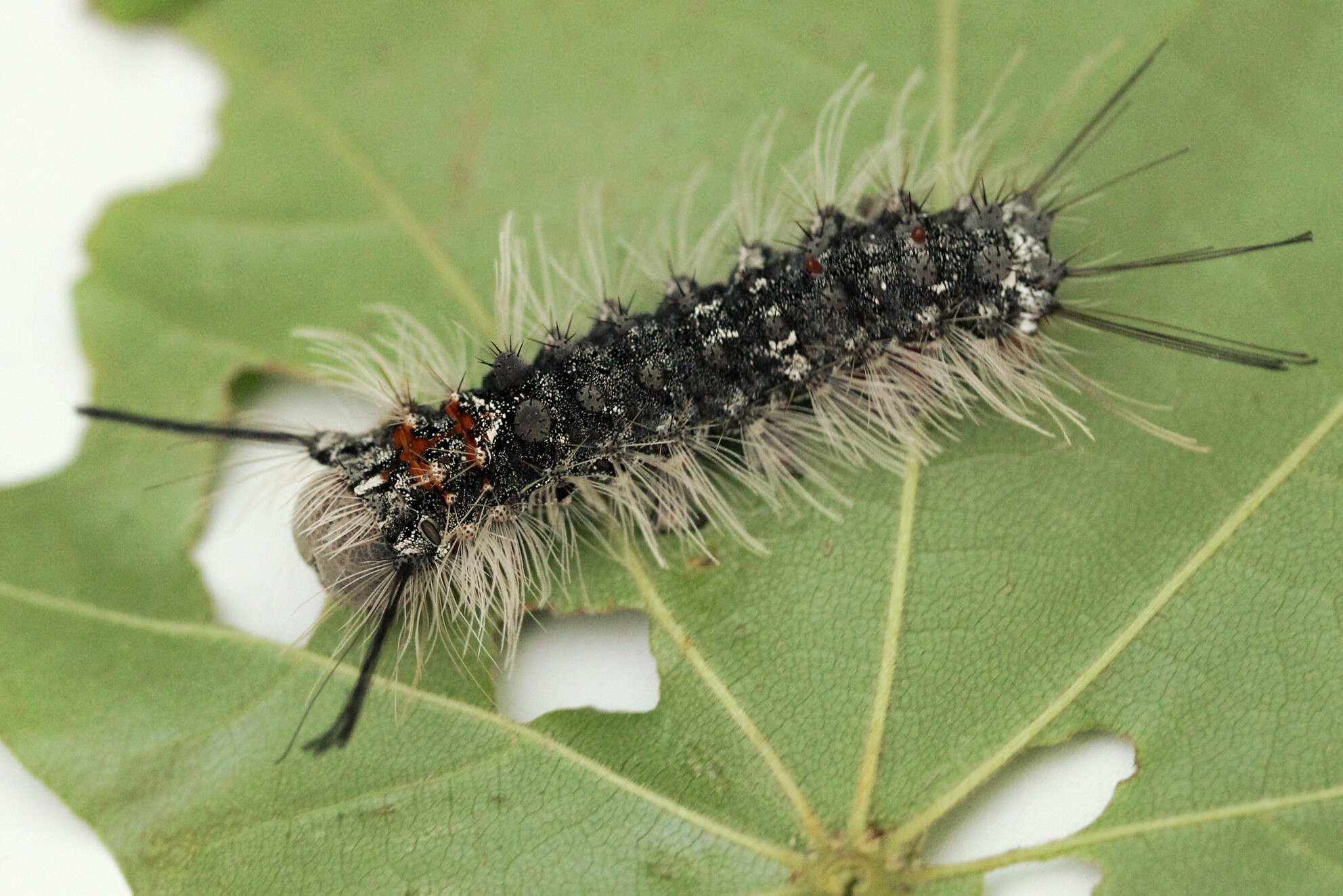 High intraspecific variability and previous experience affect polyphenol metabolism in polyphagous Lymantria mathura caterpillars