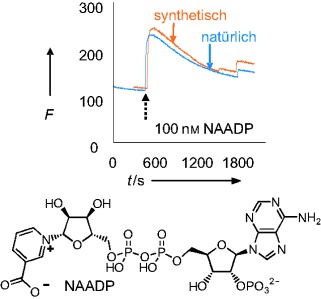 Chemical Synthesis of the Second Messenger Nicotinic Acid Adenine Dinucleotide Phosphate by Total Synthesis of Nicotinamide Adenine Dinucleotide Phosphate