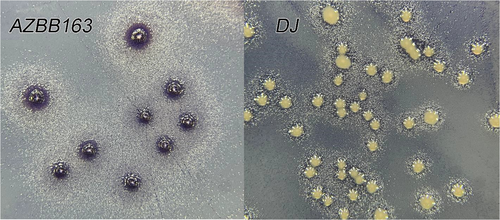 Details are in the caption following the image Details are in the caption following the image