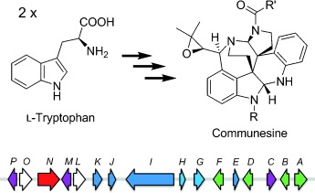 Elucidation of the Concise Biosynthetic Pathway of the Communesin Indole Alkaloids