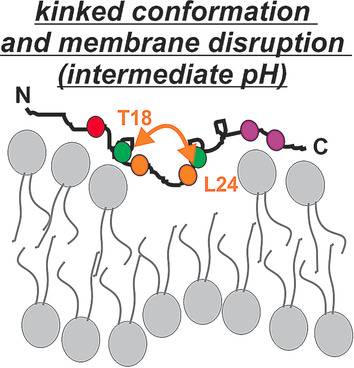 Protonation-Driven Membrane Insertion of a pH-Low Insertion Peptide