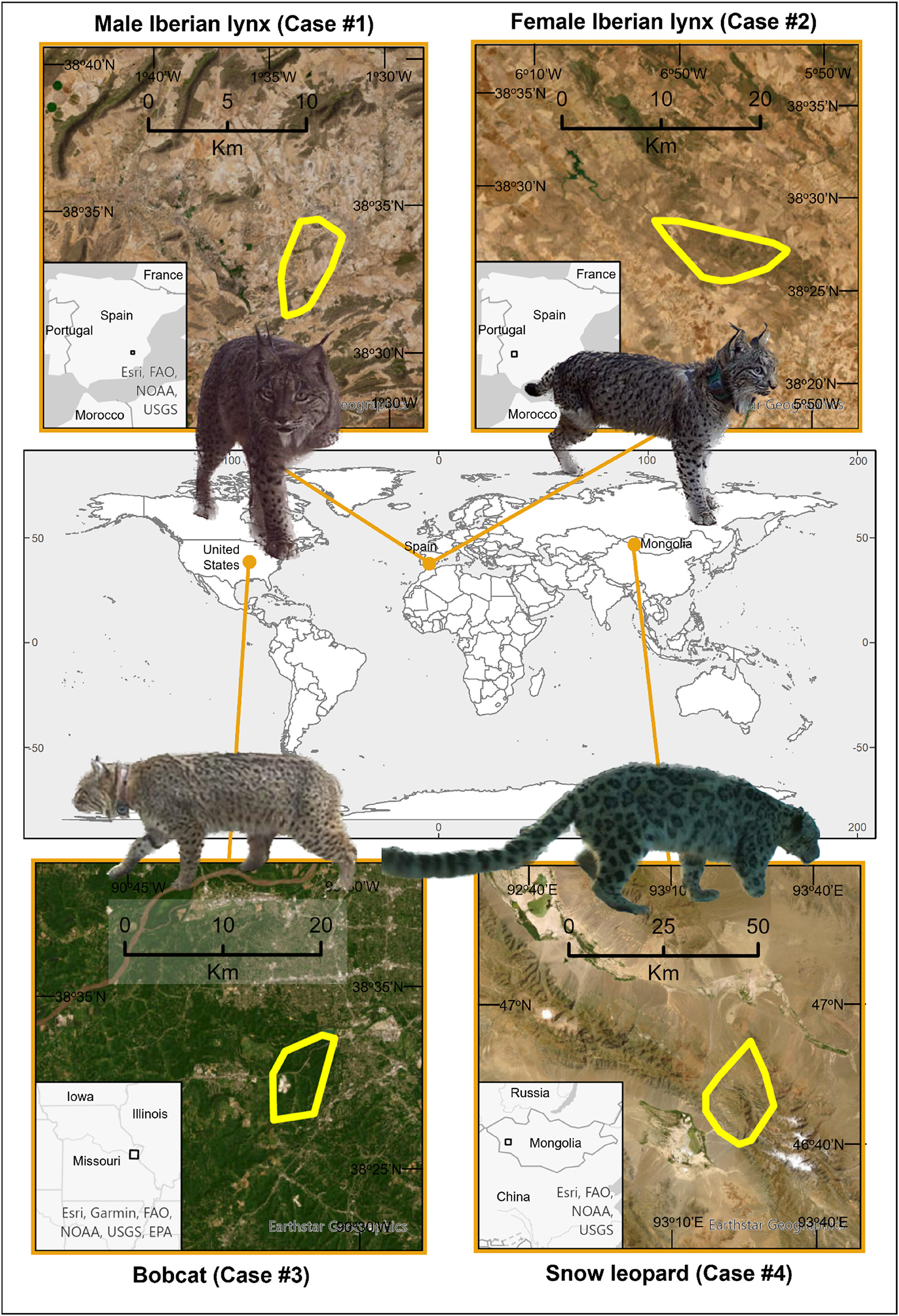 Insights into the spatial ecology of severely injured free-living felids: Iberian lynx, bobcat, and snow leopard