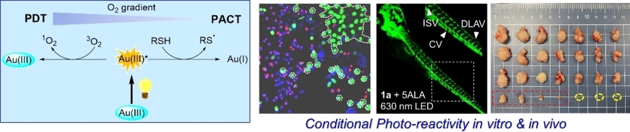 Organogold(III) Complexes Display Conditional Photoactivities: Evolving From Photodynamic into Photoactivated Chemotherapy in Response to O2 Consumption for Robust Cancer Therapy