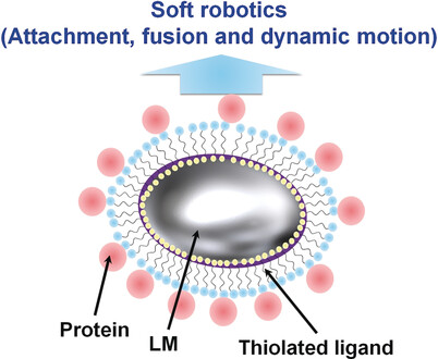 Manipulation of Biomolecule-Modified Liquid-Metal Blobs
