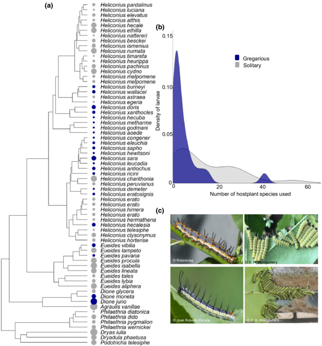 Evolution of larval gregariousness is associated with host plant specialisation, but not host morphology, in Heliconiini butterflies