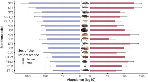 Fine-scale temporal dynamics of flower visitors sheds light on insect-assemblage overlap between sexes in a dioecious Ecuadorian palm