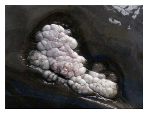 Details are in the caption following the image