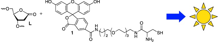 Use of Fluorescence Sensors To Determine that 2-Deoxyribonolactone Is the Major Alkali-Labile Deoxyribose Lesion Produced in Oxidatively Damaged DNA