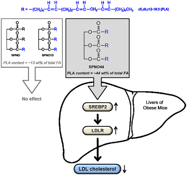 A Structured Pine Nut Oil Has Hypocholesterolemic Activity by Increasing LDLR Gene Expression in the Livers of Obese Mice