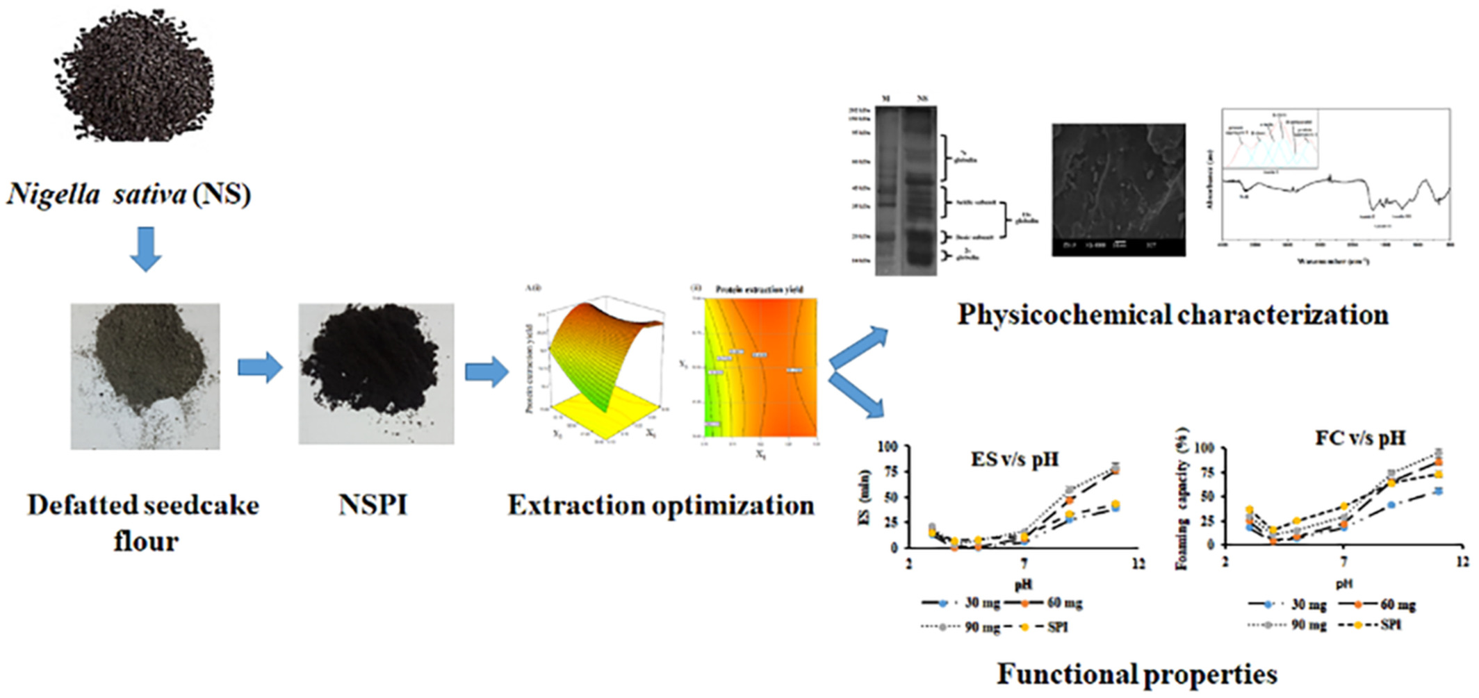 An investigation of correlation between structural and functional properties of Nigella sativa protein isolate