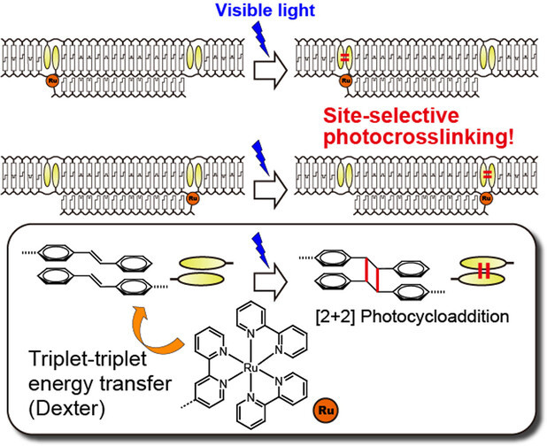 Site-Selective Photo-Crosslinking of Stilbene Pairs in a DNA Duplex Mediated by Ruthenium Photocatalyst
